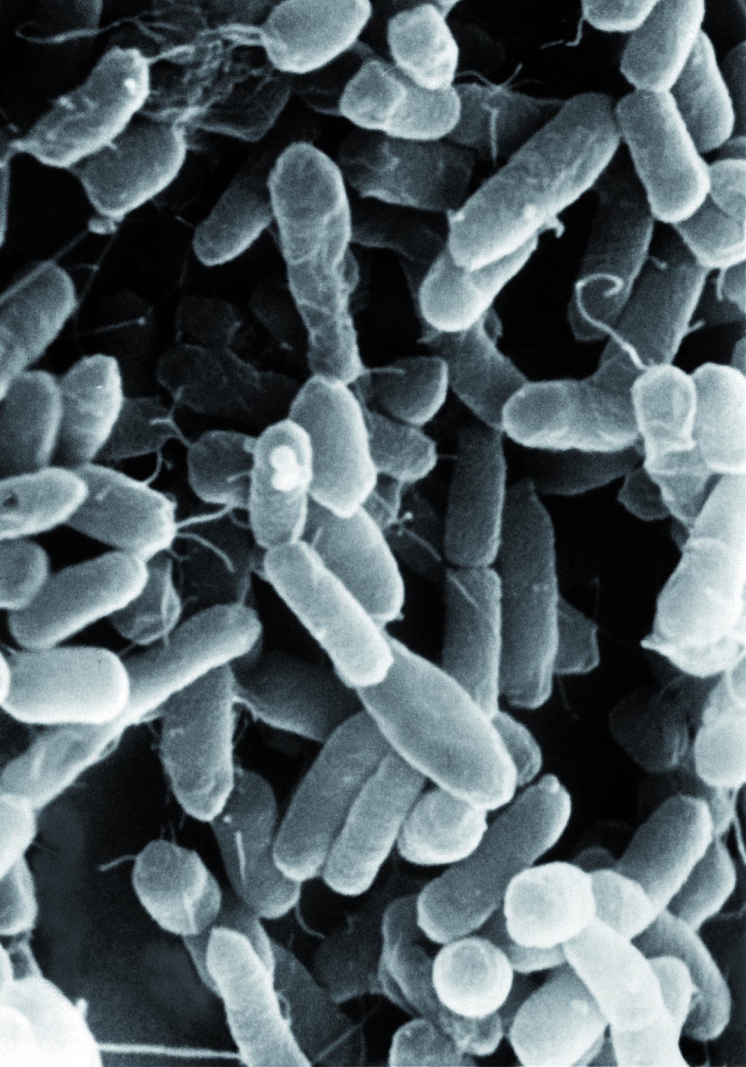 E. coli Stamm Nissle 1917